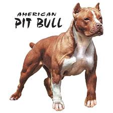 pit   bull
