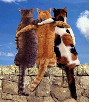amis   pour  toujour